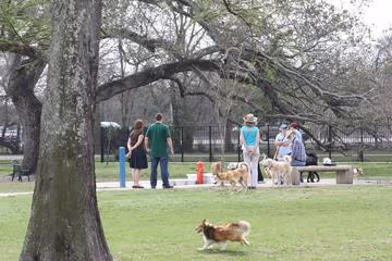 NOLA City Bark
